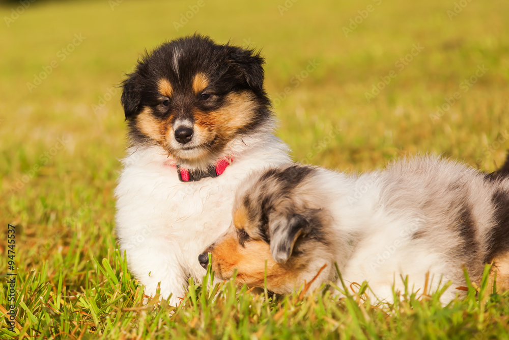 Colliewelpen auf einer Wiese