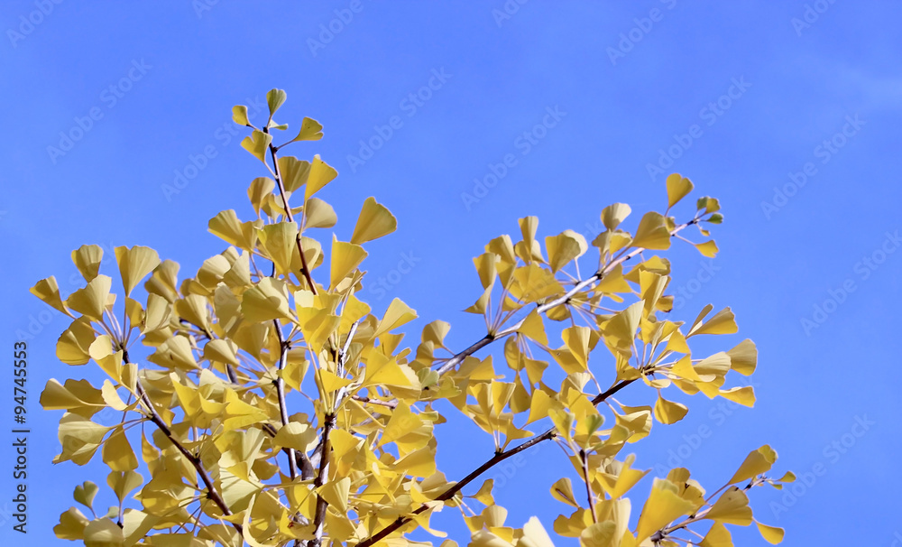 Fall ginkgo tree gentle yellow leaves on blue sky background Fall ginkgo tree gentle yellow leaves on blue sky background