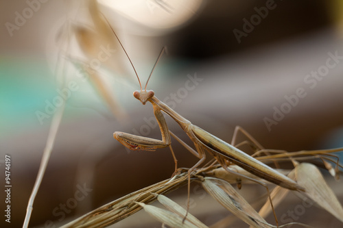 Hi there - Mantis is looking straight to you