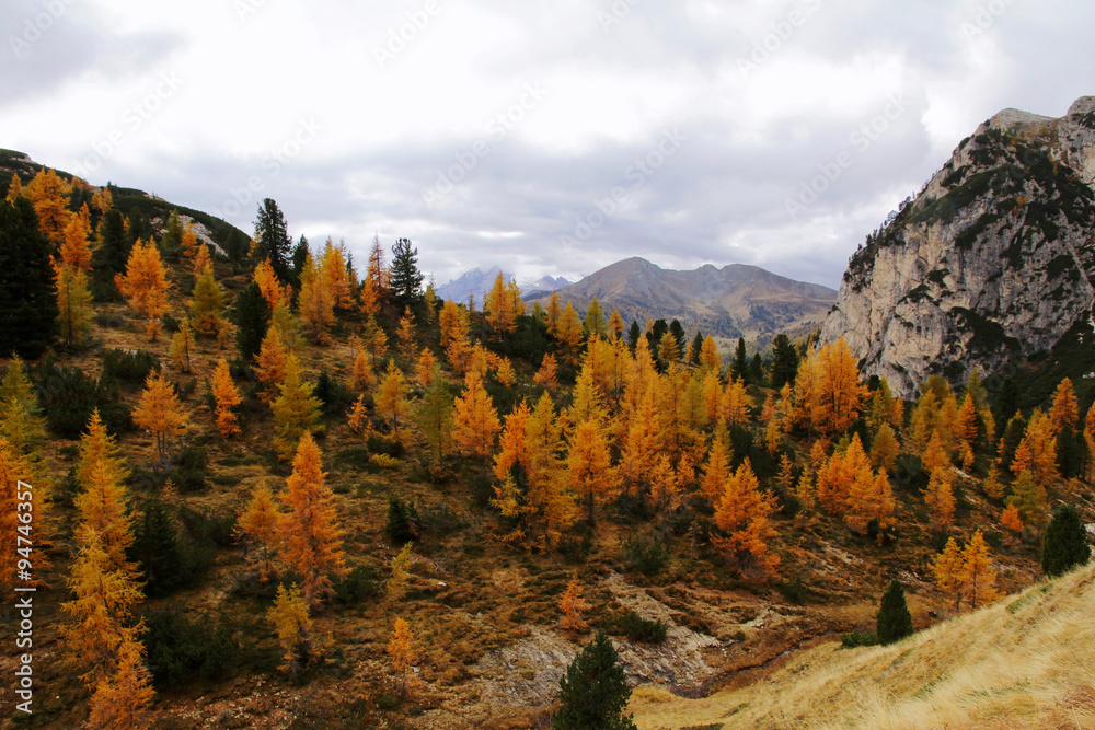 Fototapeta premium Herbstlicher Wald im Gebirge