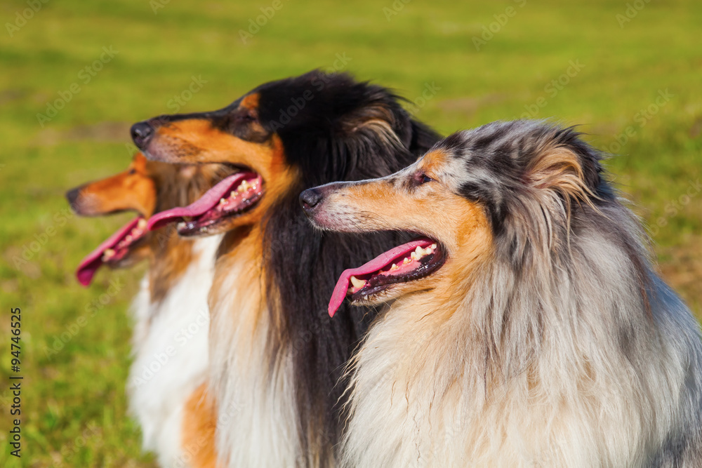 drei verschiedenfarbige Langhaar-Collies in einer Reihe