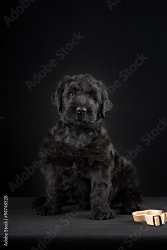 puppy big black terrier