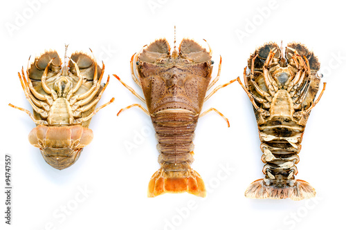 Quadro em tela Flathead lobster, Lobster Moreton Bay bug, Oriental flathead lob