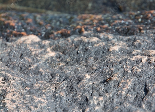 Εκτύπωση καμβά Forest ant on granite bedrock in Varmland, Sweden.