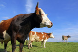 Simmentaler Rinder und Braunvieh auf der Weide