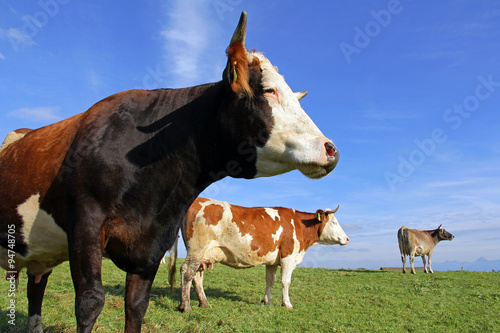 Simmentaler Rinder und Braunvieh auf der Weide