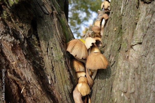 Symbiose Pilze in Baum