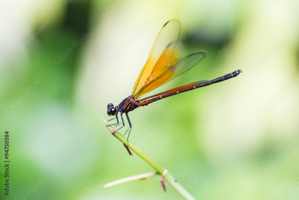 Dragonfly Dragonfly