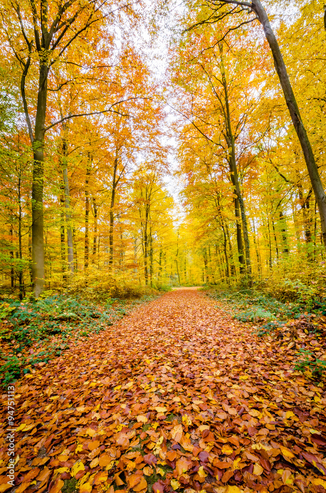 Fototapeta premium Herbstwald