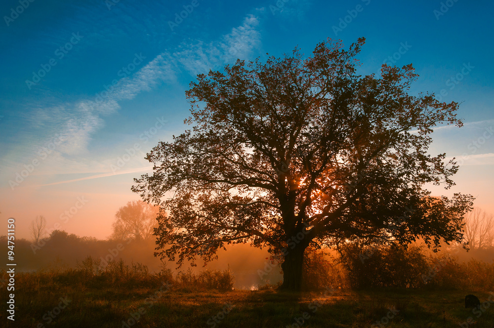 Fototapeta premium autumn landscape, trees in the mist at dawn
