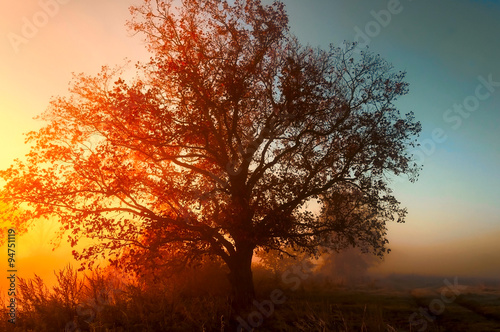 autumn landscape, trees in the mist at dawn