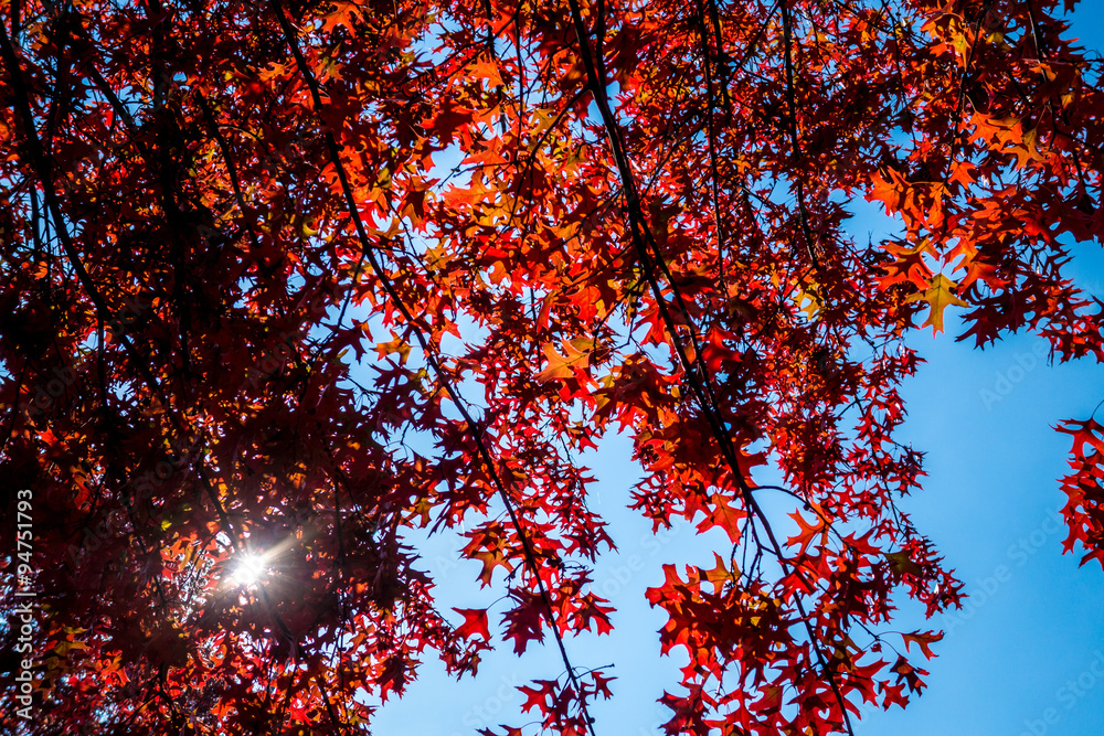 I colori caldi autunnali delle foglie sui rami  degli alberi con lo sfondo del cielo 