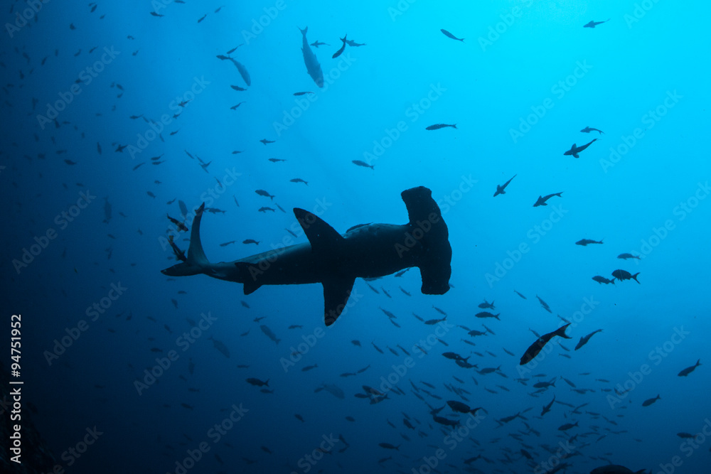 Naklejka premium Scalloped Hammerhead Shark Underwater