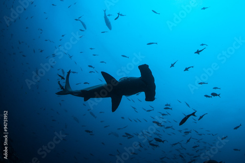 Scalloped Hammerhead Shark Underwater