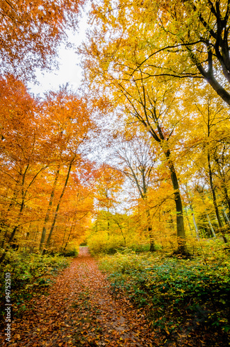 Herbstwald © CPN