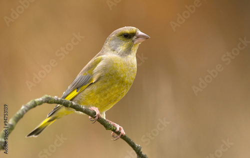 European Greenfinch ( Carduelis chloris )