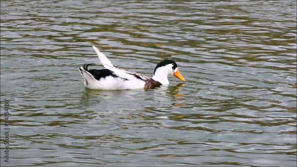 White and black duck splashing and cleaning itself on a pond. 