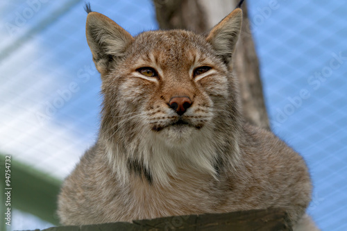 Canvas Print Lynx