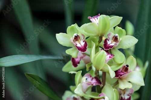 Fototapeta Naklejka Na Ścianę i Meble -  Tropical green Cymbidium orchid with a red tongue blooms in the fall in Hawaii