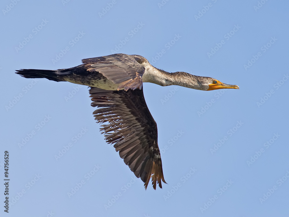 Obraz premium Double-crested Cormorant