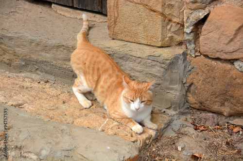 gato doméstico photo