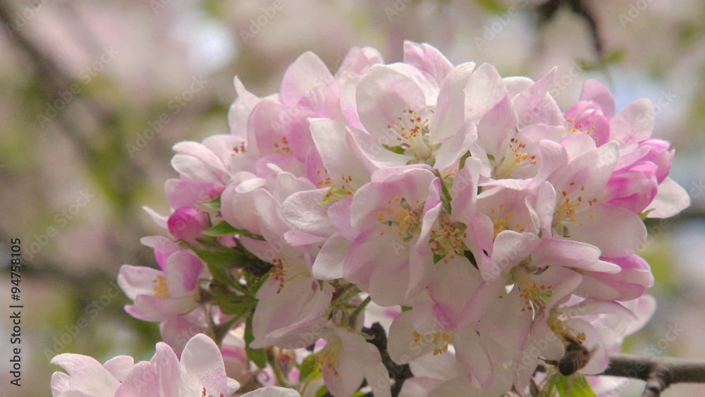Spring flowering of apple Spring flowering of apple