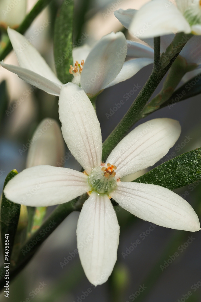 Obraz premium Wax Flower Pholitheca myoporoides