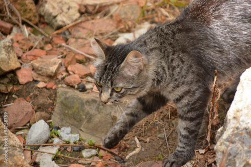 Canvas Print gato montes cazando