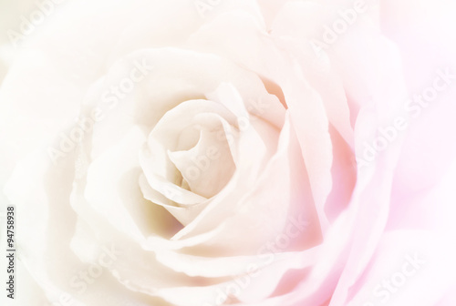 Colorful rose on soft background