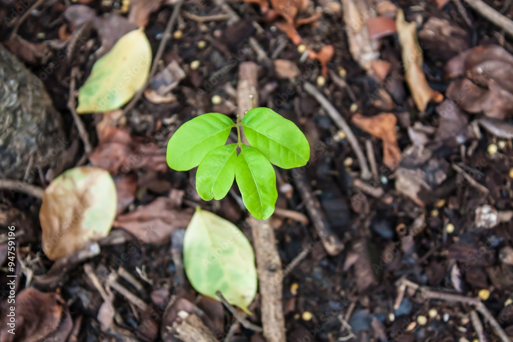 Green sprout growing from seed