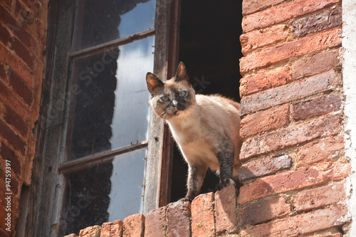 Photography gato salvaje en una ventana