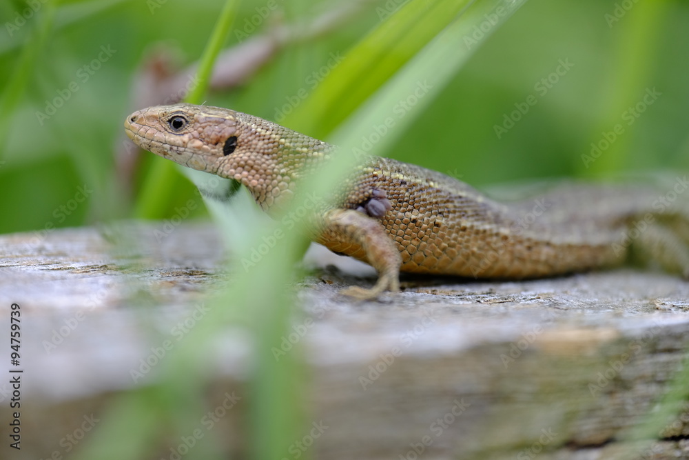 Waldeidechse, Zootoca vivipara, Lacerta vivipara, Bergeidechse, Waldeidechse, Zootoca vivipara, Lacerta vivipara, Bergeidechse,