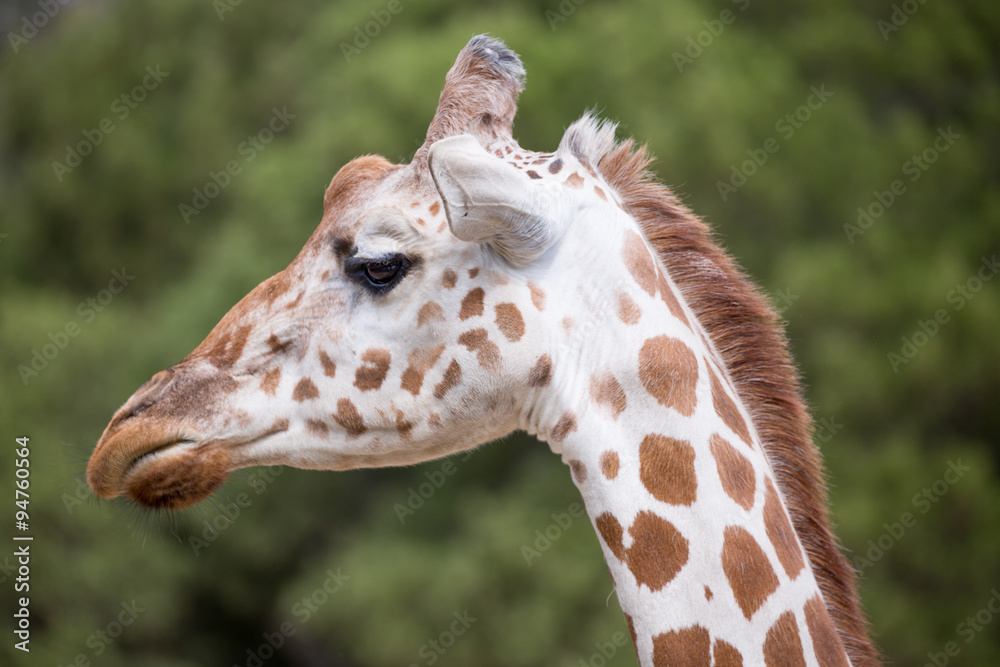Reticulated Giraffe headshot. Oakland Zoo, California Reticulated Giraffe headshot. Oakland Zoo, California