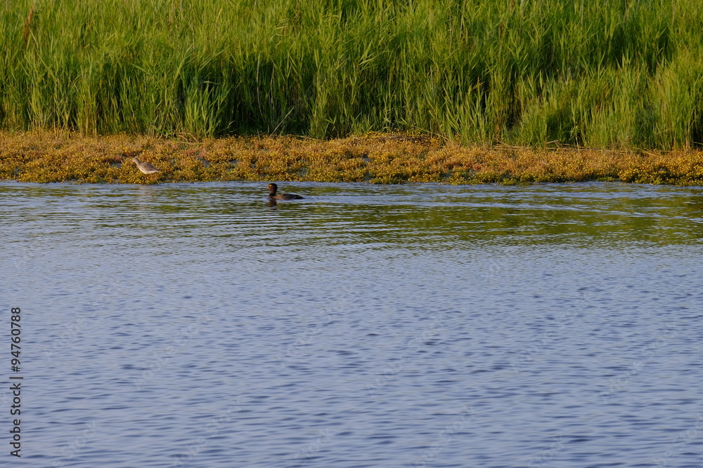 Fototapeta premium Leybucht bei Greetsiel, Ostfriesland, Niedersachsen, Deutschland