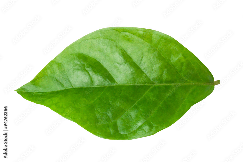 Obraz premium Jasmine Leaf Isolated on White Background with Clipping Path