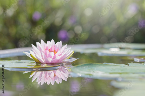 Fototapeta Naklejka Na Ścianę i Meble -  Beautiful Pink Lotus, Pink Water Lily with Reflection in a Pond 