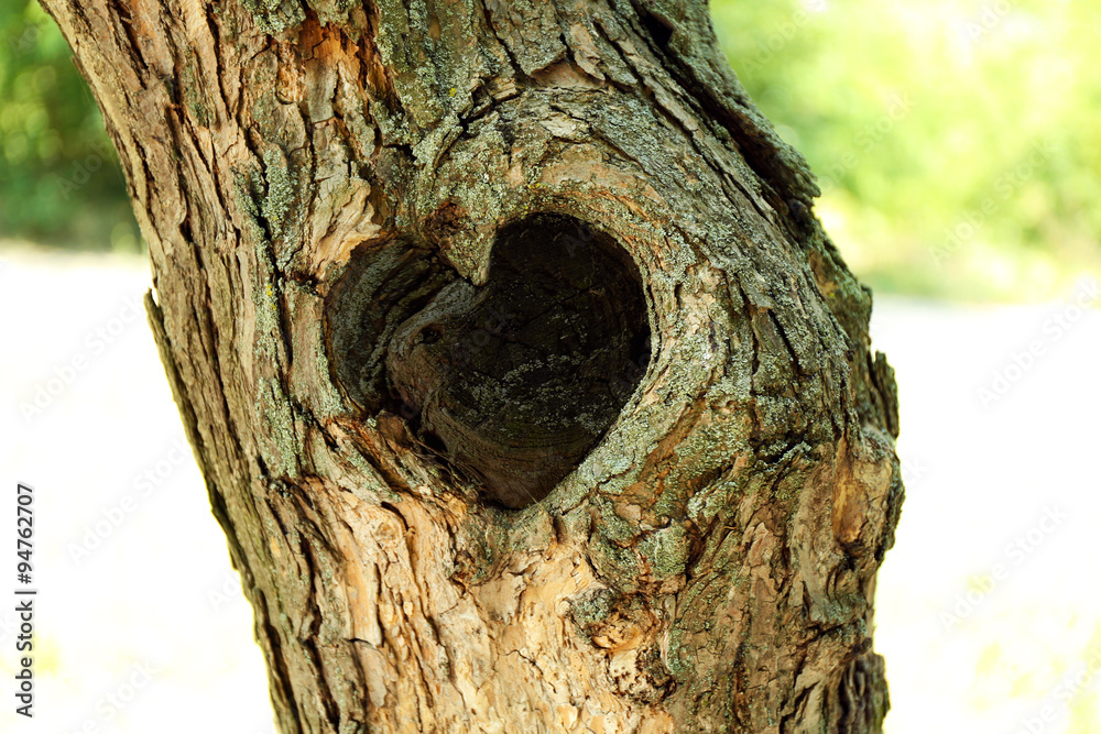 Tree hollow in heart shape close-up Tree hollow in heart shape close-up