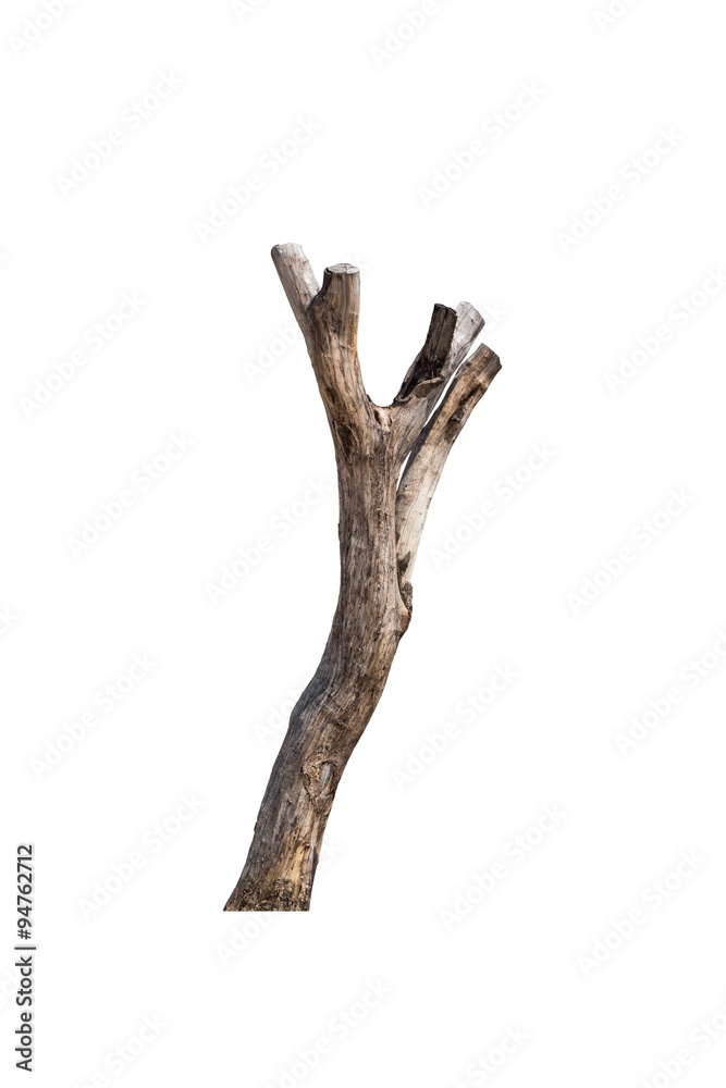 Fototapeta premium Dead tree on white background