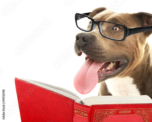 Fototapeta Naklejka Na Ścianę i Meble -  Cute dog in eyeglasses with book isolated on white