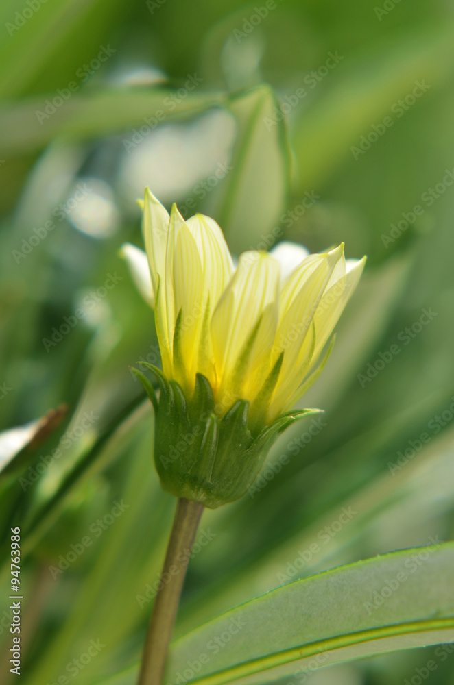 Solitary yellow flower bud in the garden Solitary yellow flower bud in the garden