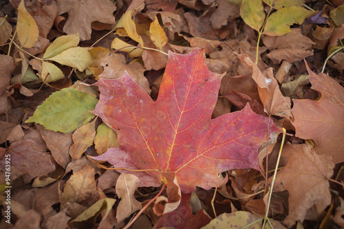 Red autumn leaf, on top of a large pile of leaves. © acreamer