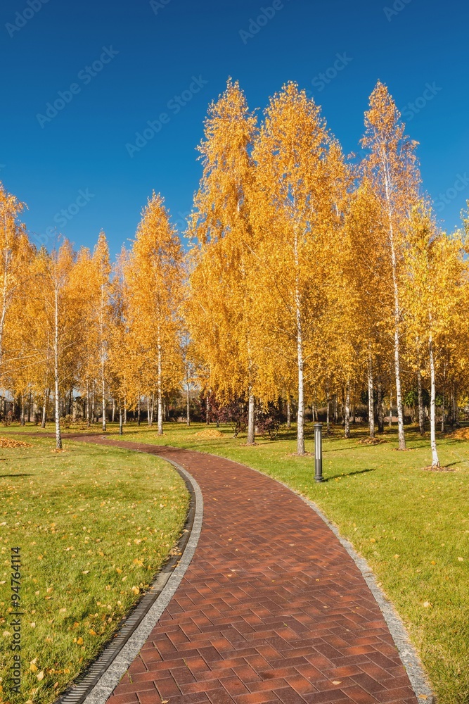 Fototapeta premium Вид на осеннюю березовую рощу