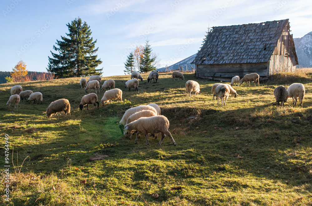 Fototapeta premium Flock of sheep grazing