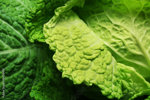 Savoy cabbage background  macro