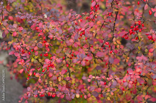 Autumn red bush