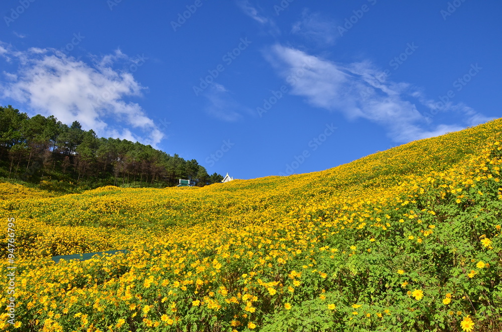 mexican sunflower field