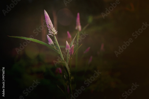 Lovely violet wild flower 
