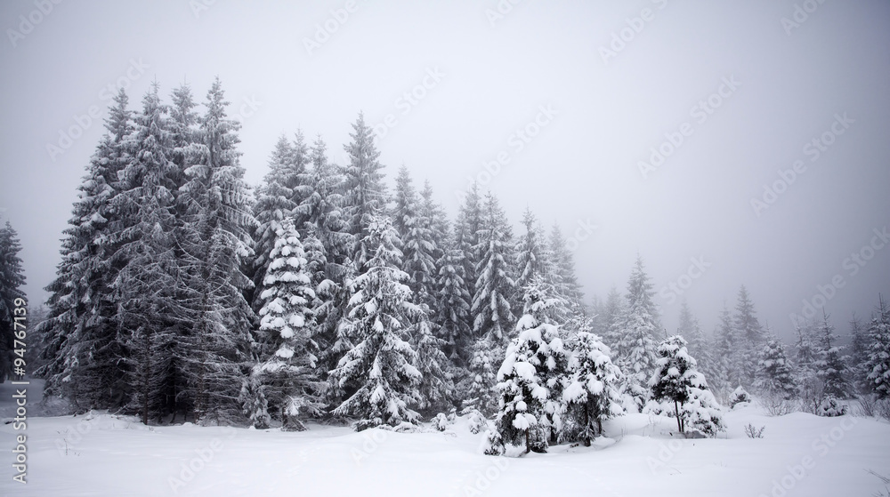 Christmas background with snowy fir trees Christmas background with snowy fir trees