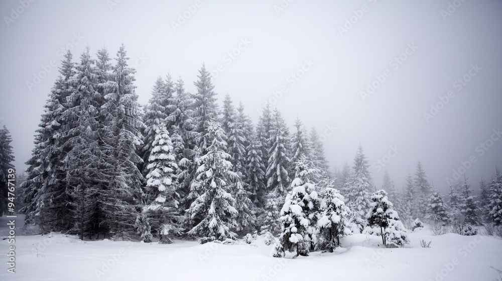 Christmas background with snowy fir trees