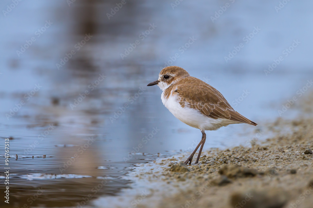Lesser Sand Plover (Charadrius mongolus) standing near shore
Lesser Sand Plover (Charadrius mongolus) standing near shore